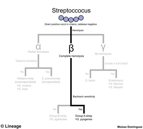 Laboratory Diagnosis of Streptococcus pyogenes (group A streptococci.